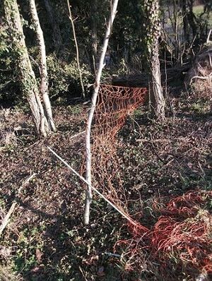 Brombeer-Ranken, junge Robinien und Elektro-Zaun haben sich in einander verheddert.